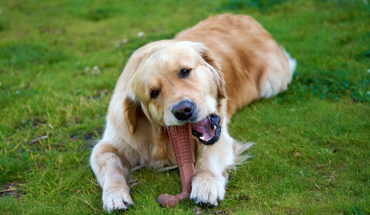 Frozen Kong recipes for dogs golden retriever chewing toy