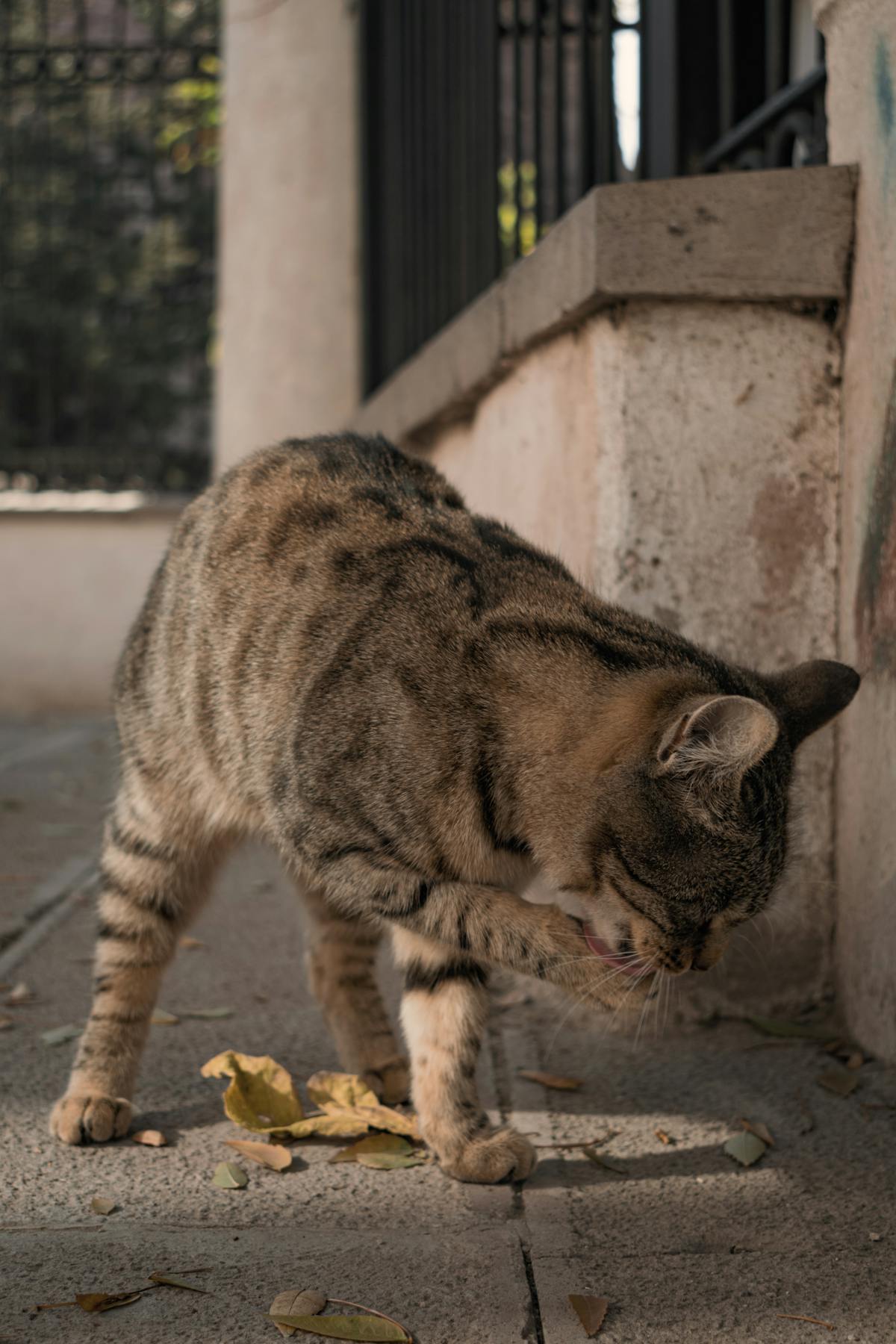 Tabby cat cleaning paw demonstrating self soothing licking like a lick mat for cats