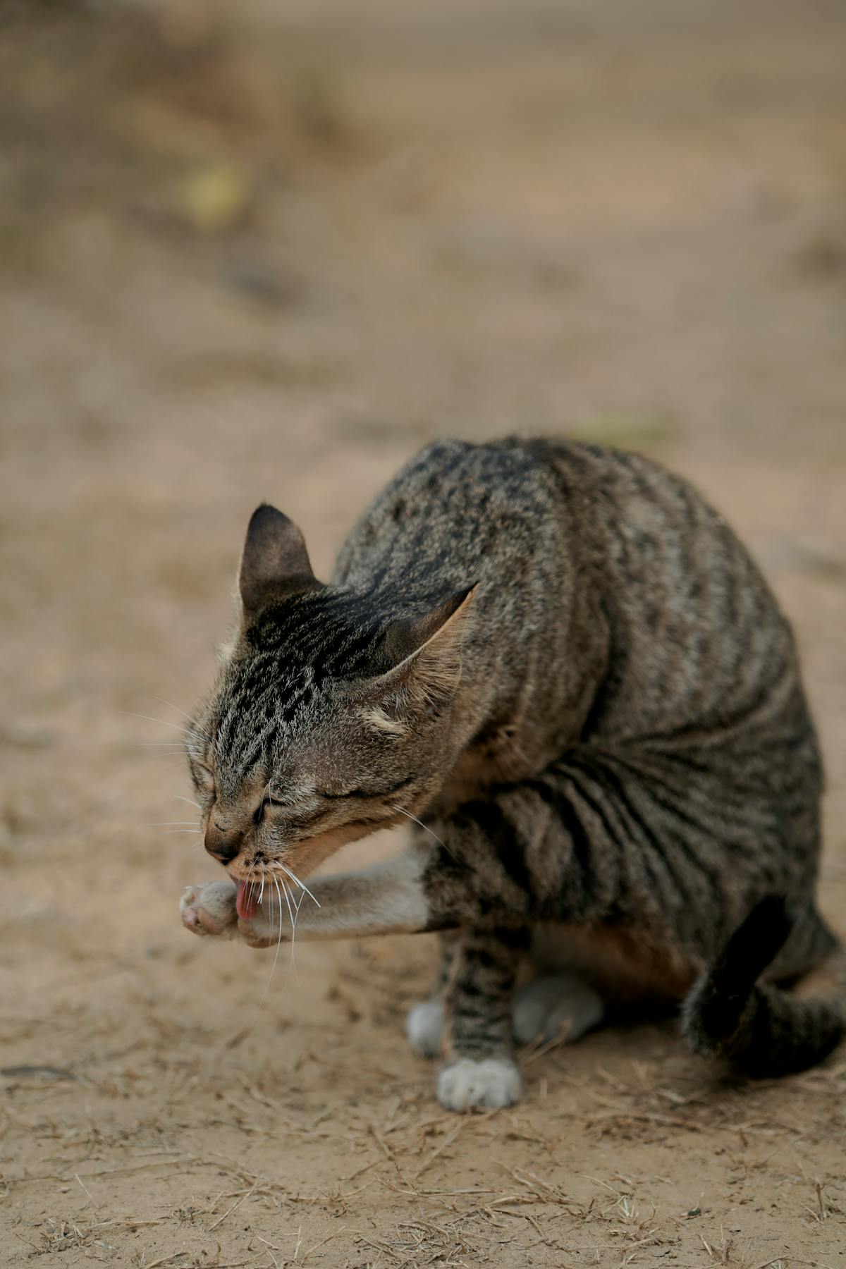 Gray tabby cat grooming itself in sun showing relaxed behavior after lick mat for cats