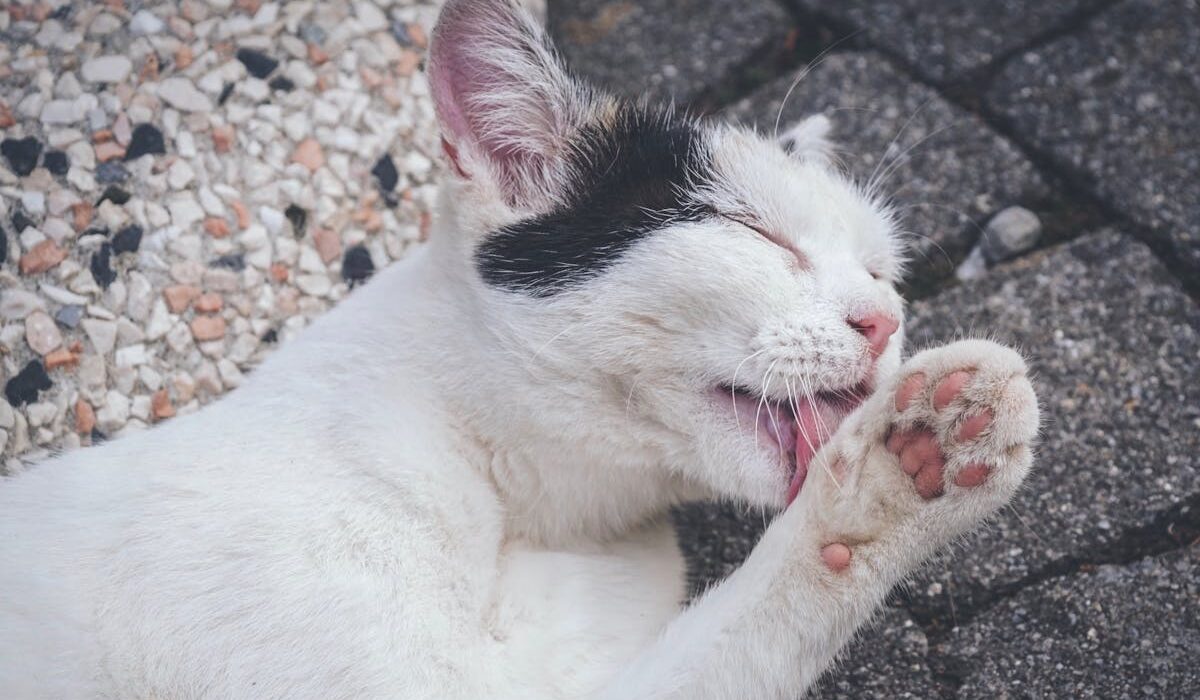 Lick mat for cats domestic cat grooming licking paw