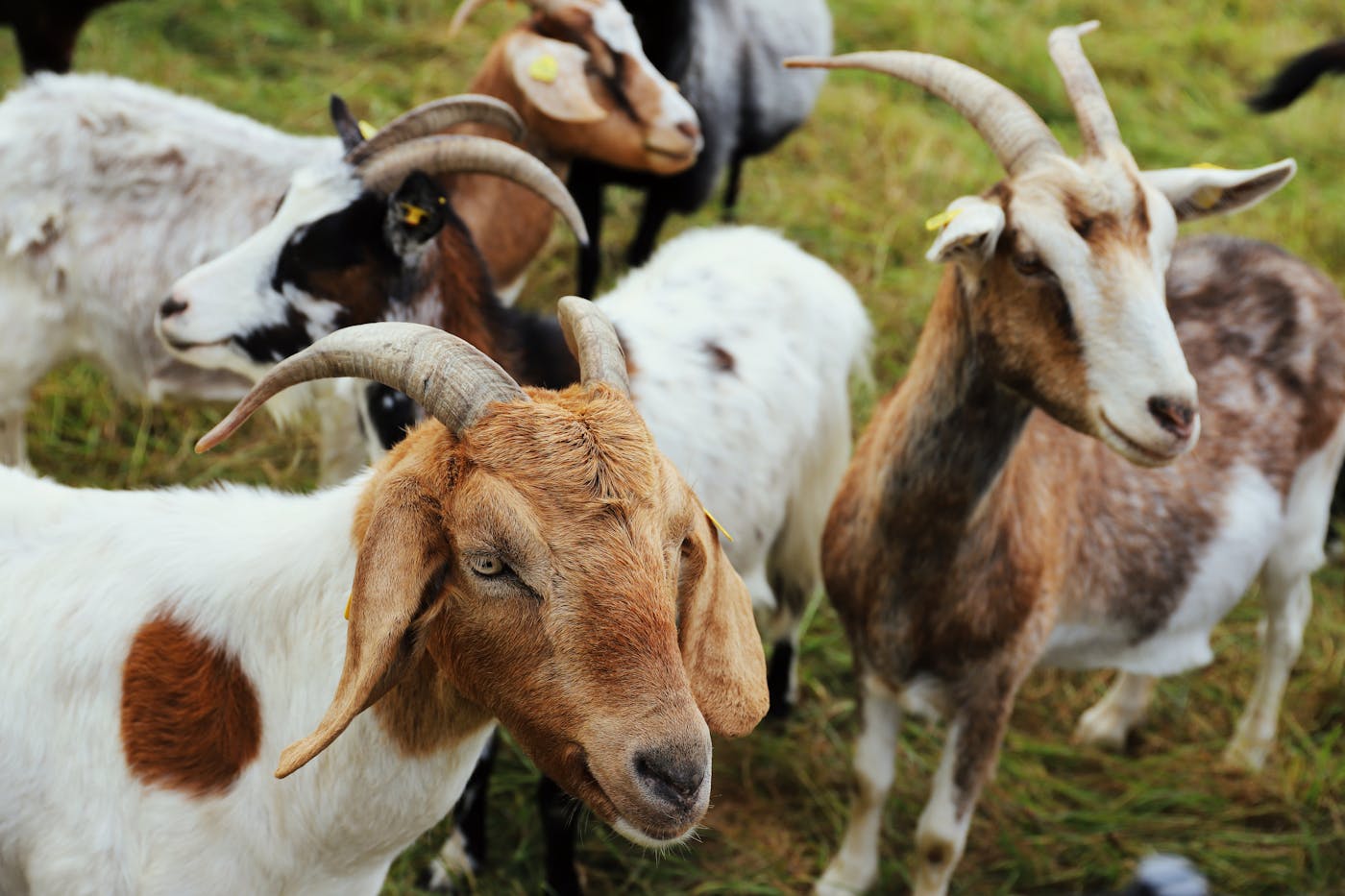 Goats grazing on pasture as the source of goat milk for dogs digestion