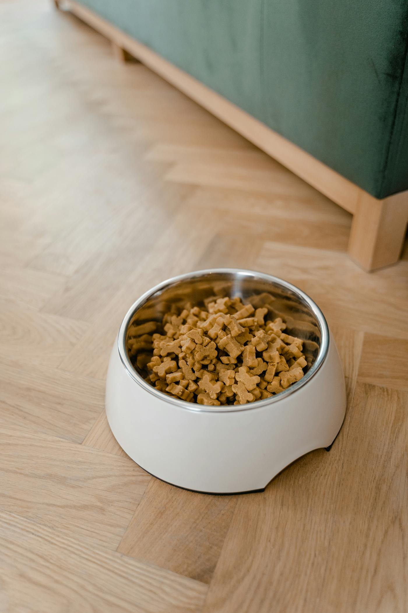 Dog kibble bowl ready for goat milk topper for digestion