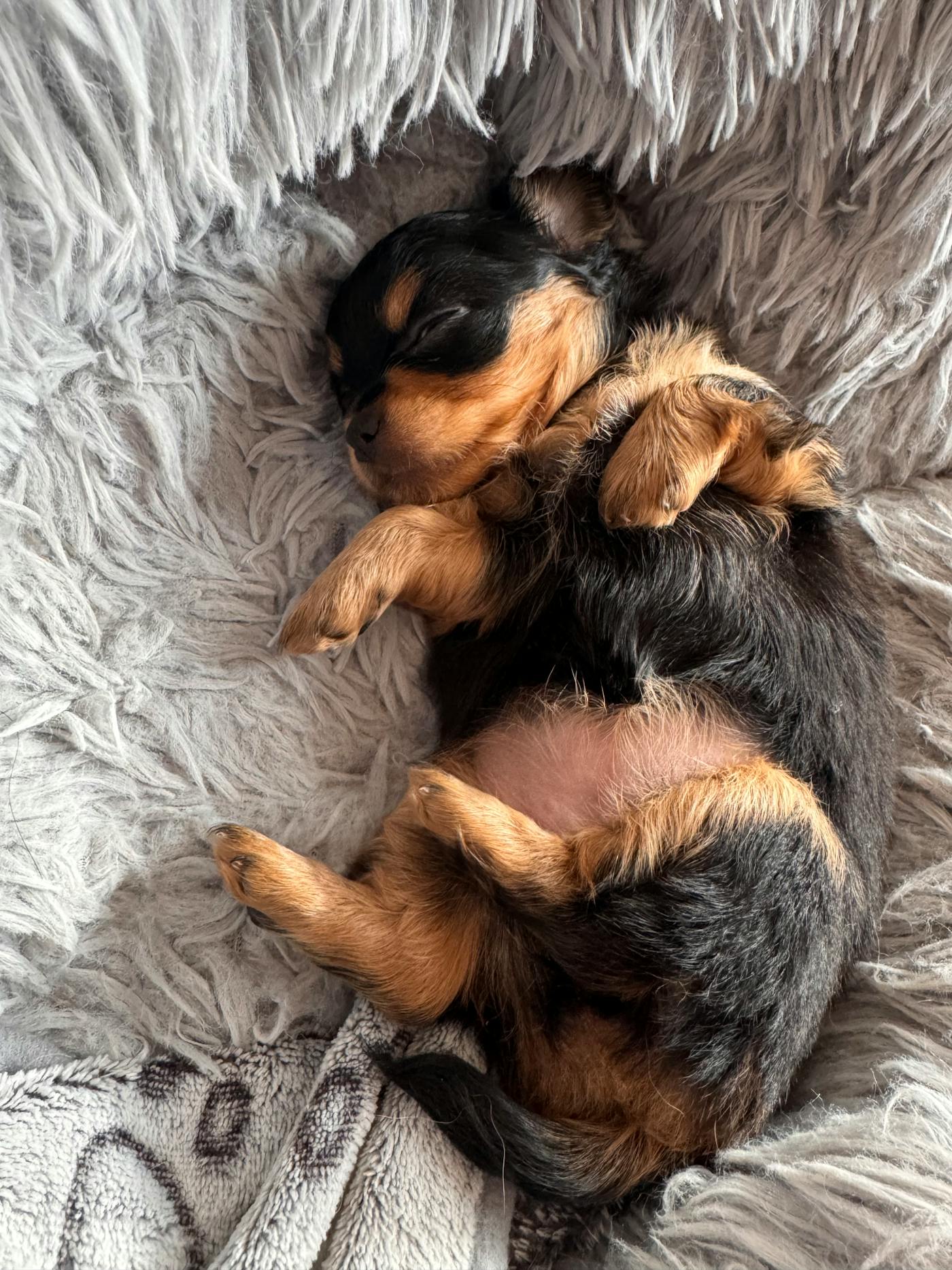 Calm sleeping puppy after goat milk for dogs digestion