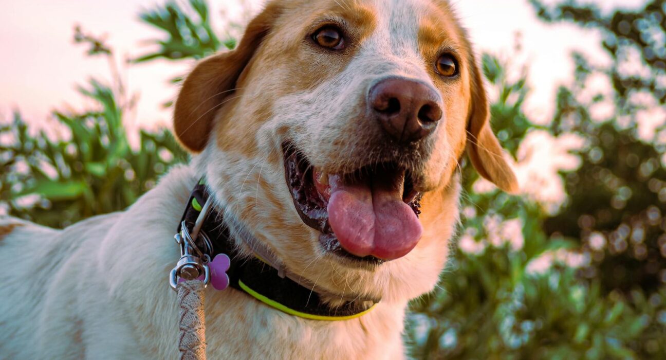 Happy healthy dog enjoying kefir for dogs gut health benefits