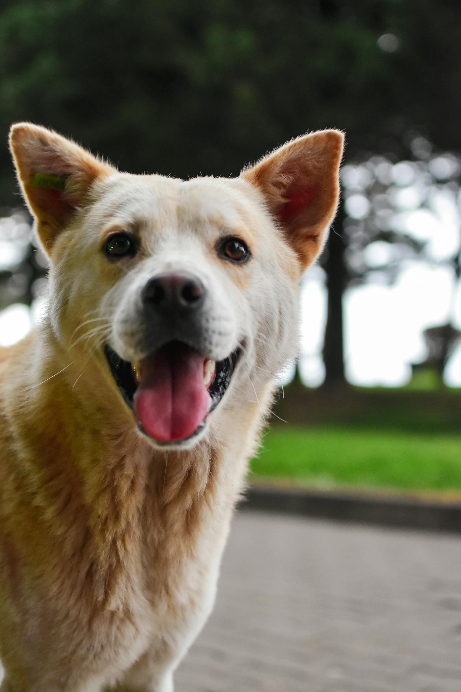 Happy healthy dog playing in a green park after weeks on kefir