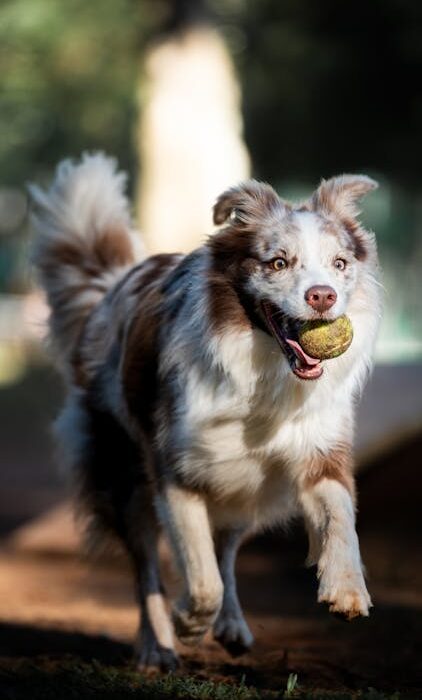 happy healthy dog who benefits from kelp supplement