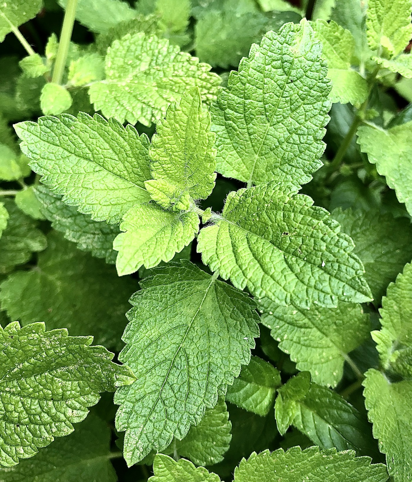 Cup of fresh lemon balm tea for anxiety with a pot of growing lemon balm