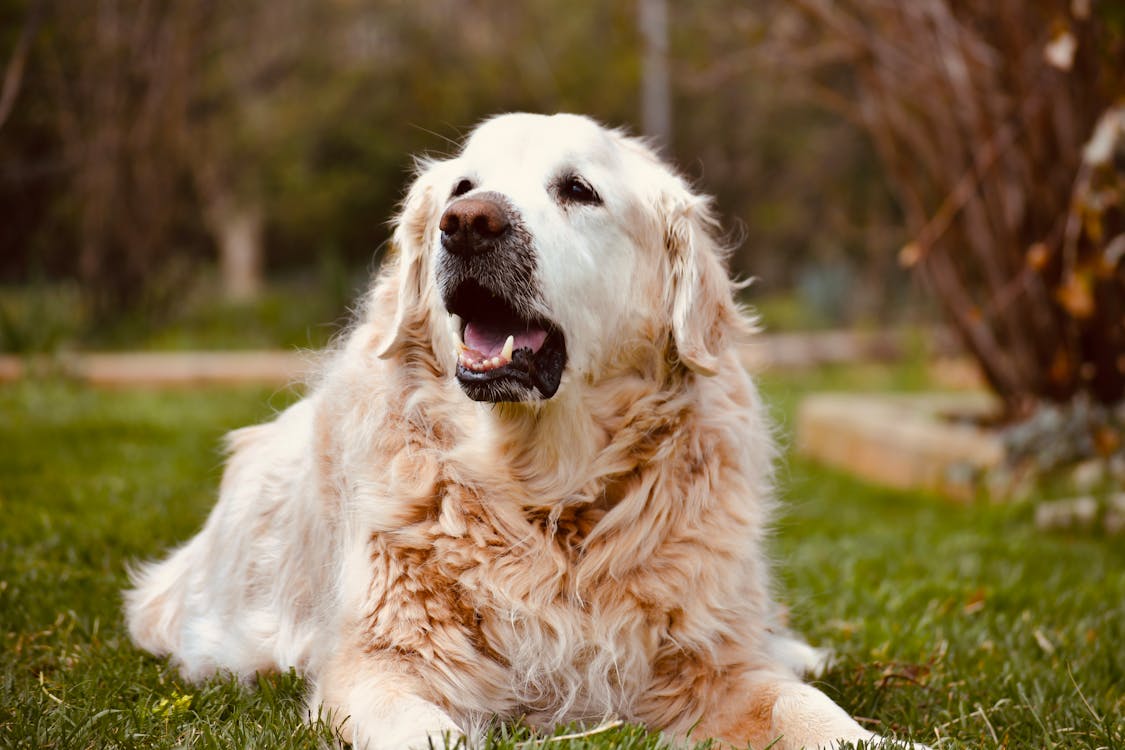 close up of a happy dog supported by lions mane mushroom for brain health