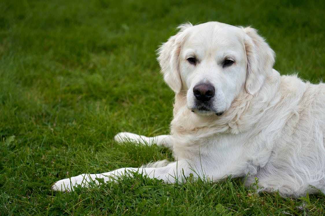 calm dog resting outdoors thanks to gentle lions mane support