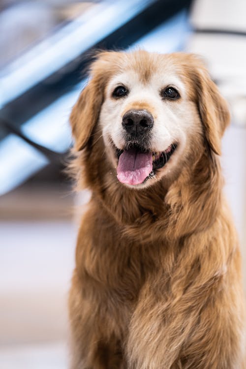 alert and engaged dog after starting a lions mane mushroom supplement
