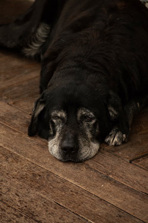 Older dog resting with healthy liver function from milk thistle
