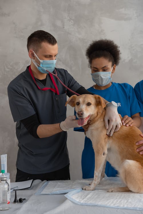 Dog at vet discussing milk thistle for dogs liver support