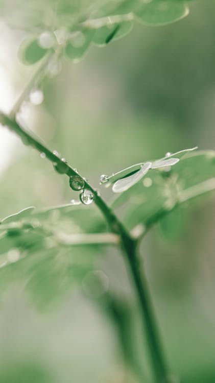 fresh moringa leaves growing in a garden
