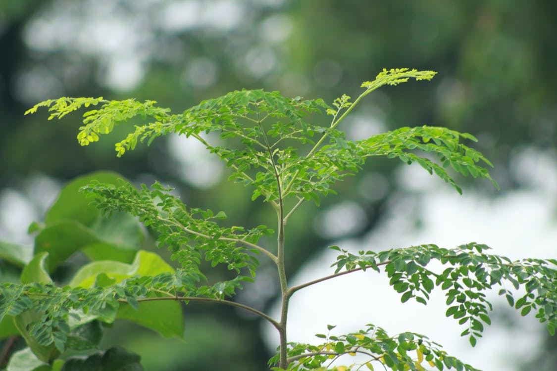vibrant green moringa plant leaves close up