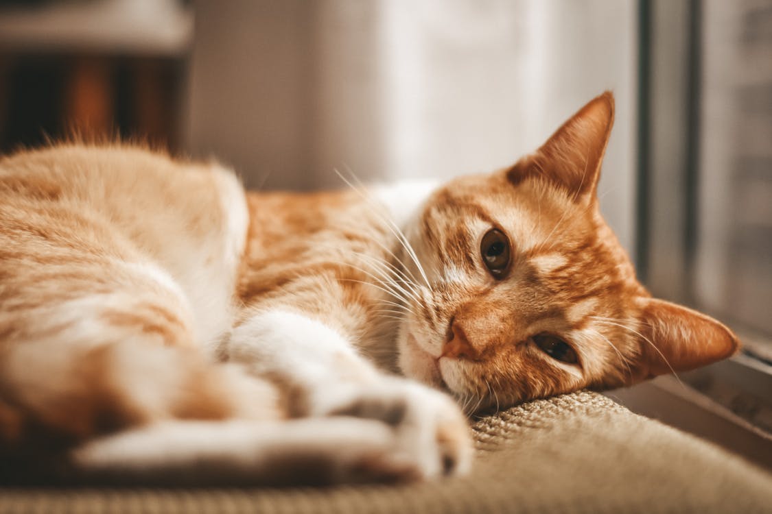 Orange cat resting by window during l-lysine for cats with herpes immune support