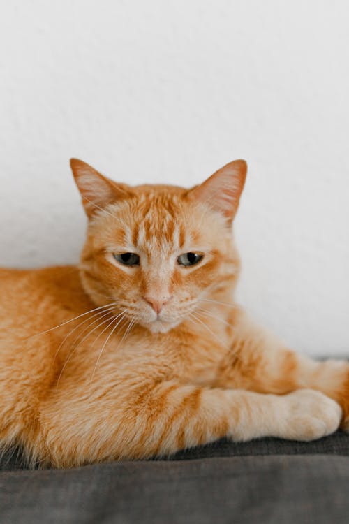 Orange tabby cat resting calmly during l-lysine for cats with herpes daily routine