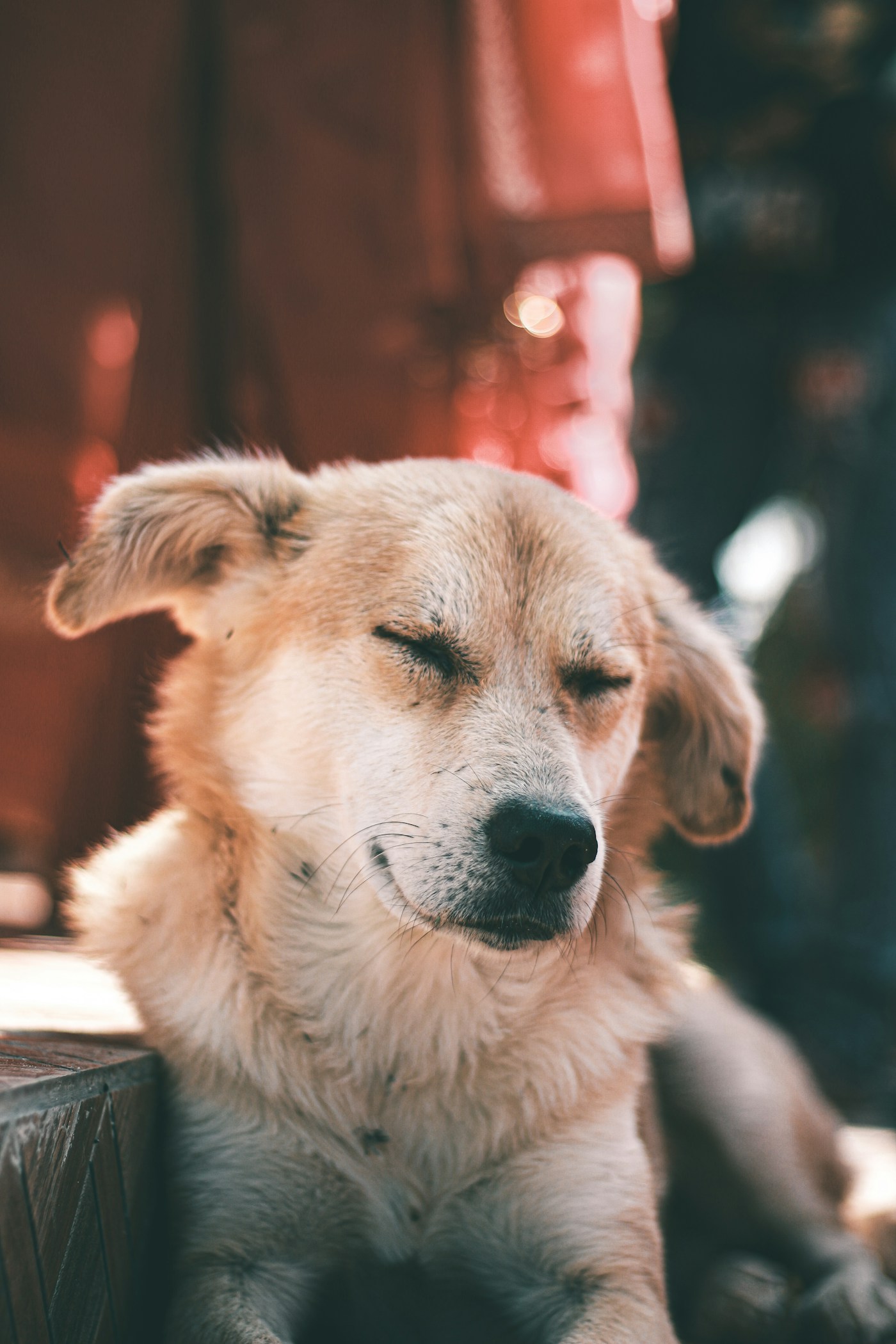 Panting dog in summer heat needs a cooling mat for dogs