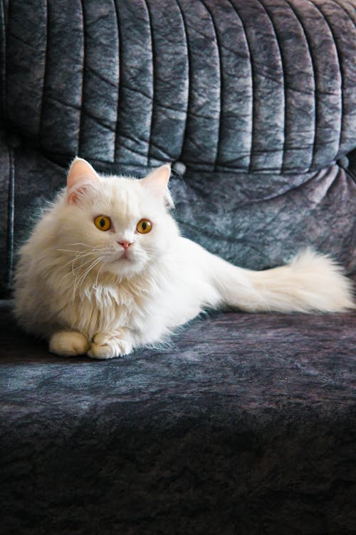 Calm cat with clear eyes after l-lysine for cats with herpes daily supplement