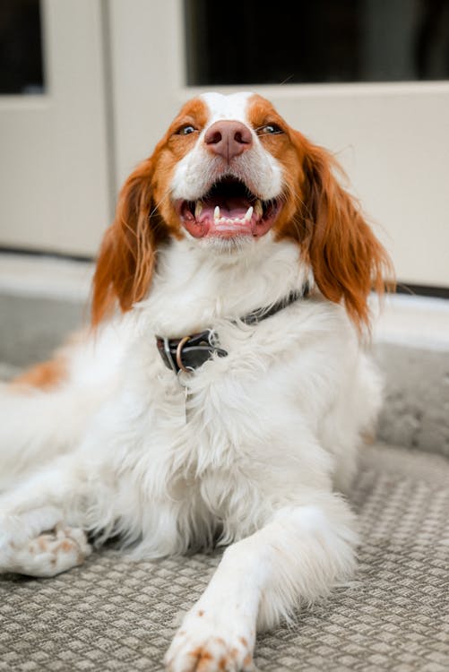 healthy dog enjoying phytoplankton for dogs supplement