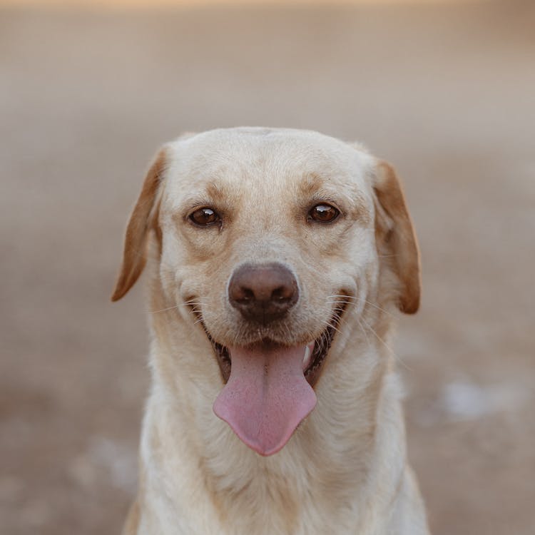 labrador retriever with shiny coat from phytoplankton for dogs