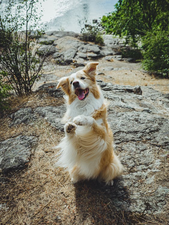 dog performing trick energized by phytoplankton for dogs supplement