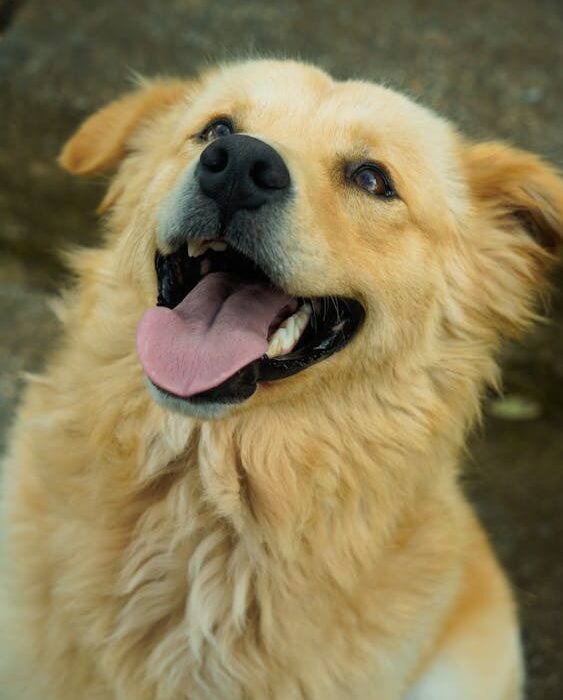 happy golden retriever benefits from phytoplankton for dogs
