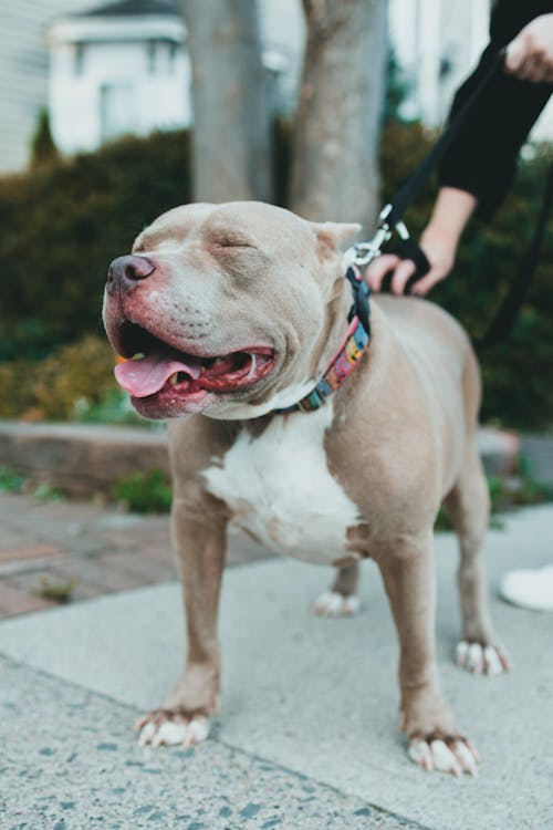 active dog supported by phytoplankton for dogs daily supplement
