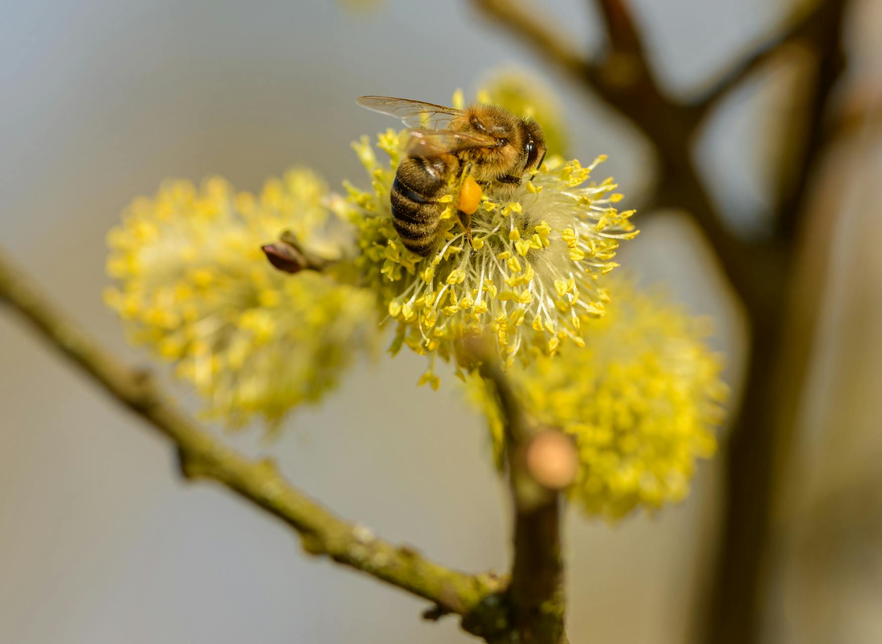 can allergies cause brain fog illustration