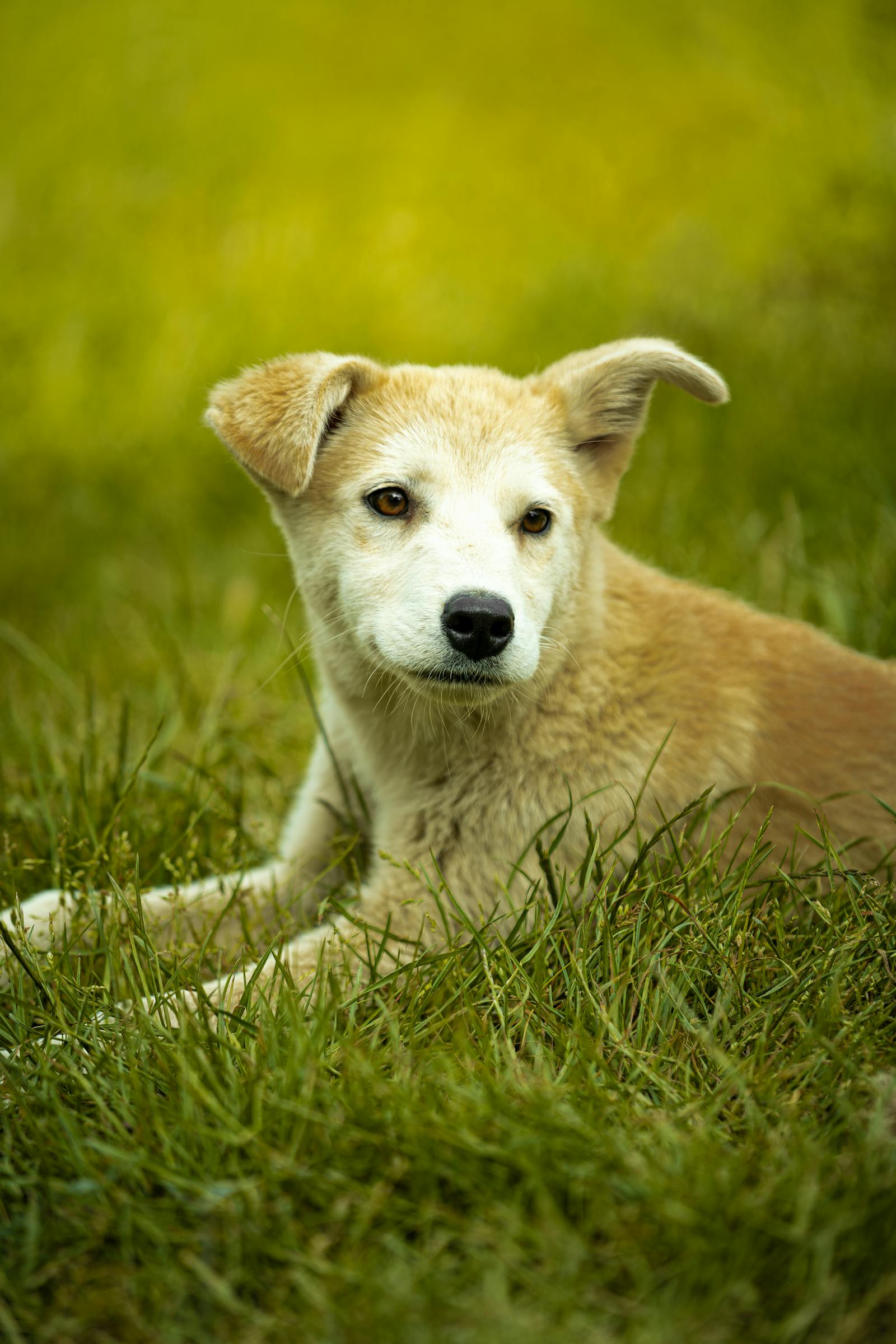 Puppy on green grass who is protected by natural flea repellent for dogs