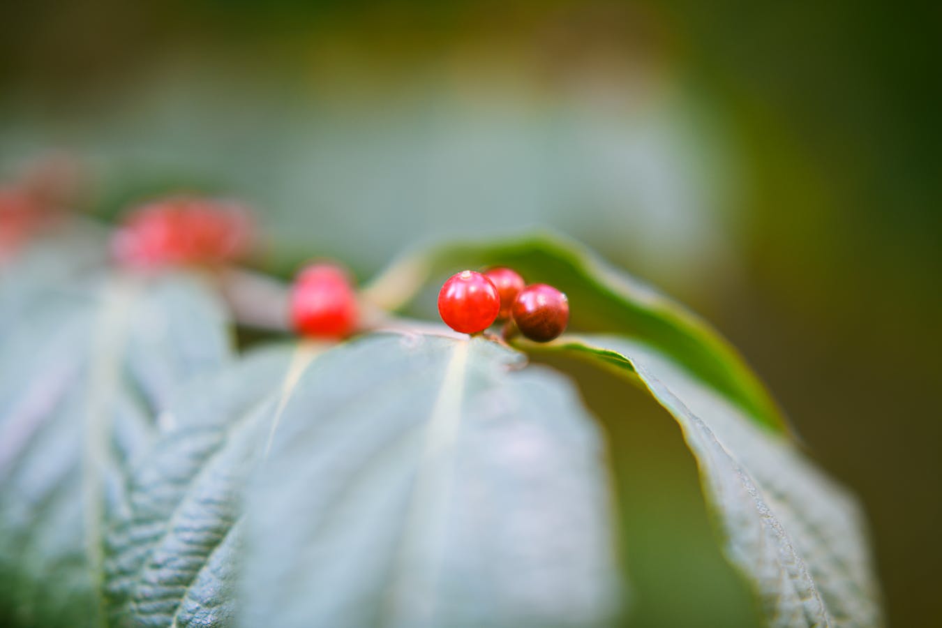 Cluster of red schisandra berries on green leaves