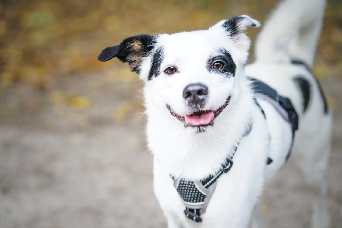 active dog supporting immune health with reishi mushroom for dogs
