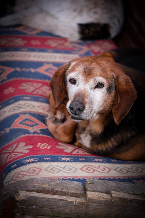 gentle senior dog relaxing with daily reishi mushroom for dogs routine