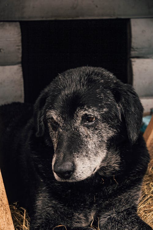 senior dog resting after taking reishi mushroom for dogs