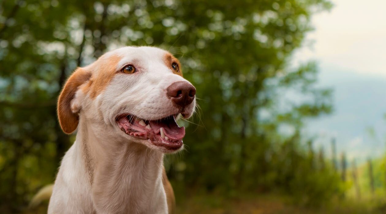 happy healthy dog benefiting from reishi mushroom for dogs