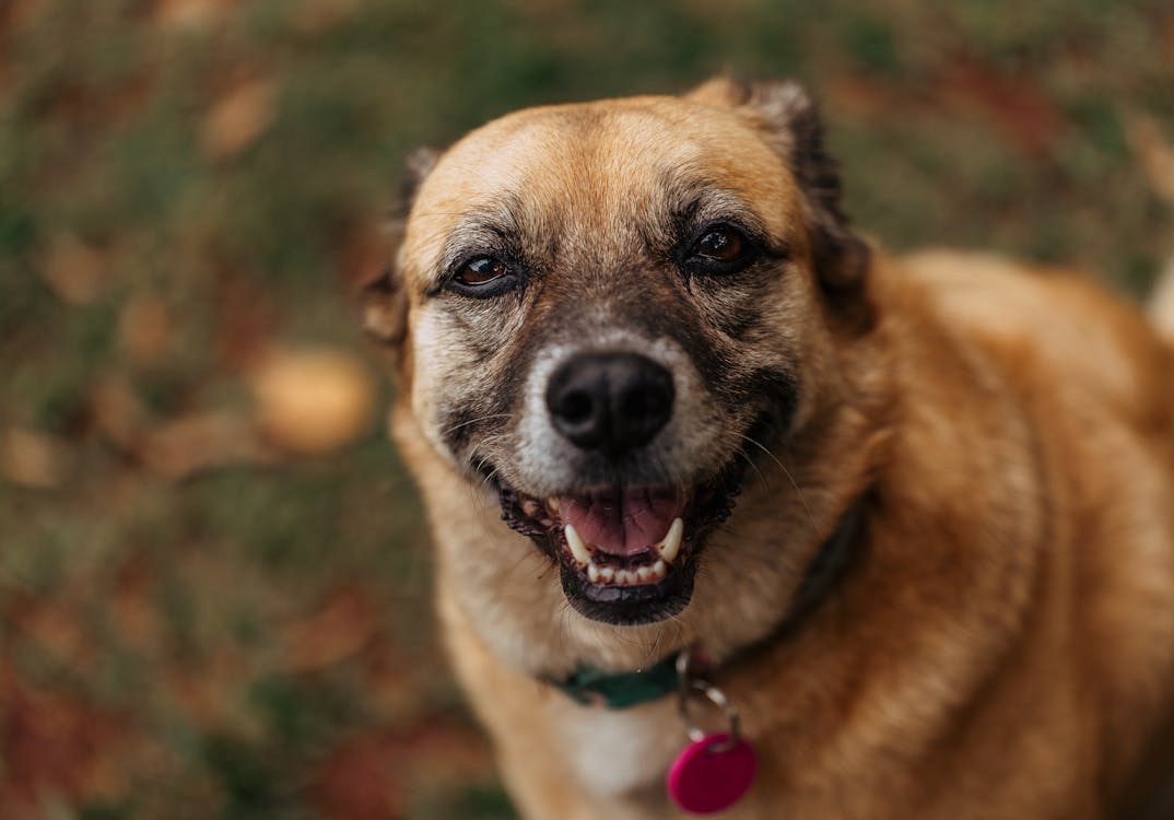 happy dog enjoying calmer days with reishi mushroom for dogs