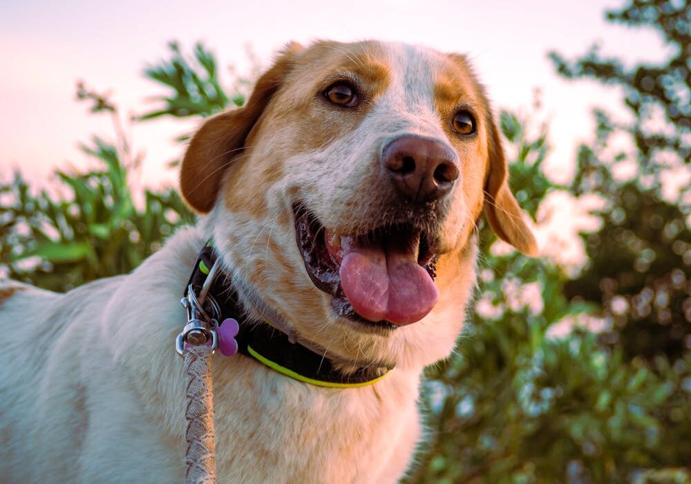 sardines dogs happy dog featured