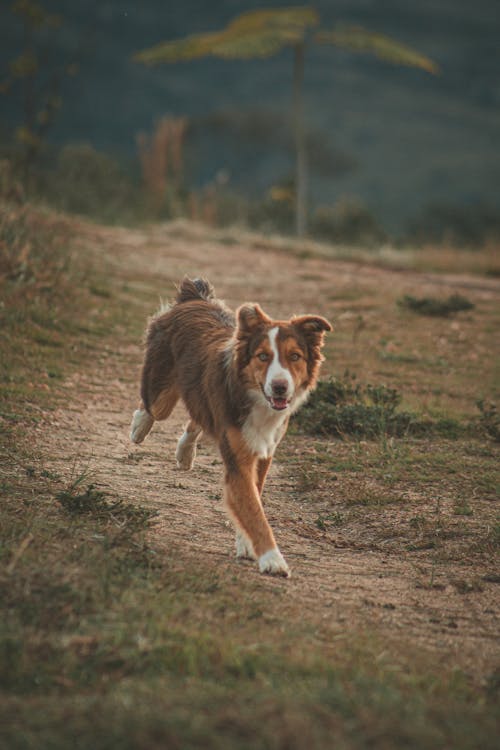 healthy dog benefiting from sardines for dogs diet