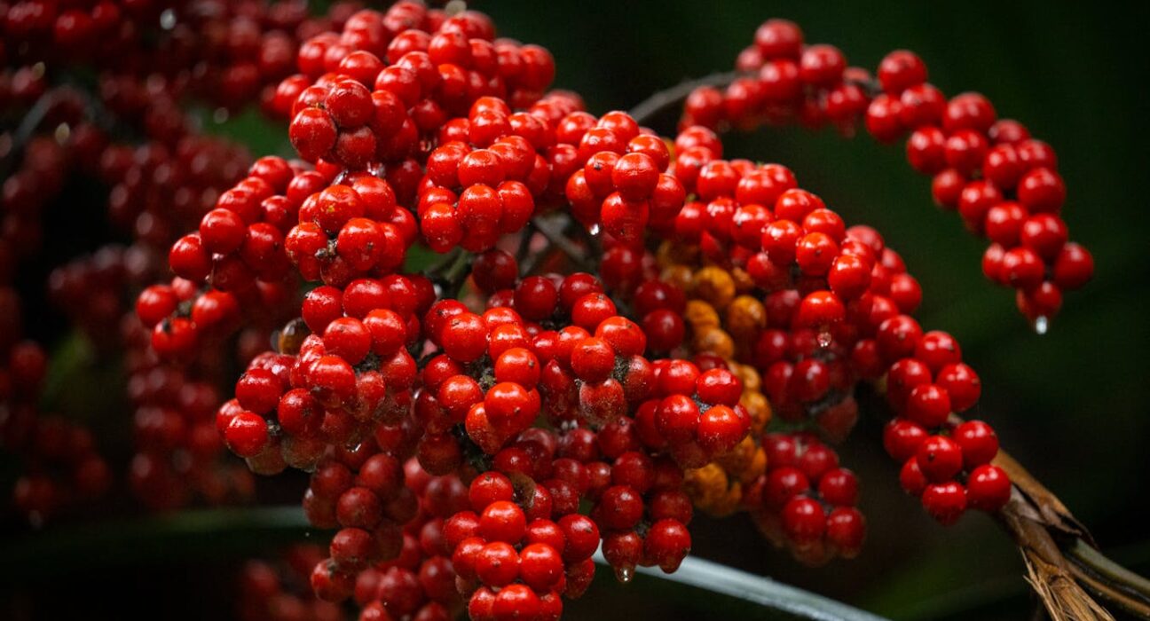 Schisandra berry for adrenal fatigue ripe red berries close up