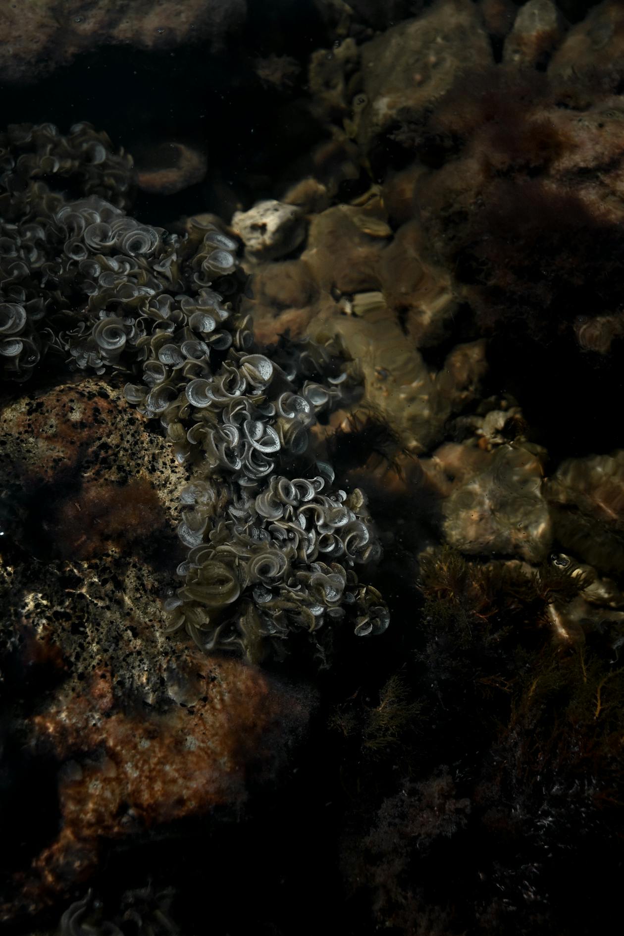 real sea moss seaweed growing in a rocky tide pool along the coastline