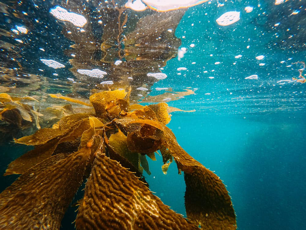 natural seaweed kelp used in dog supplements