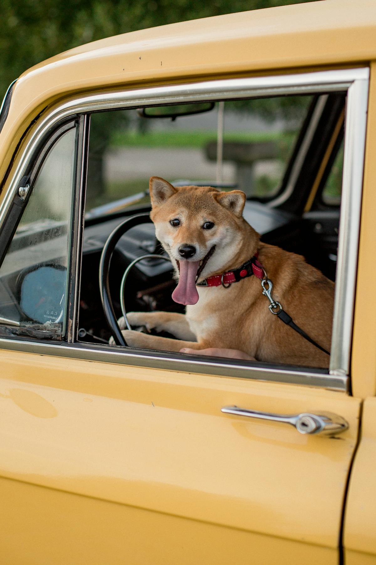 Shiba Inu calmly riding in a car after natural travel anxiety support
