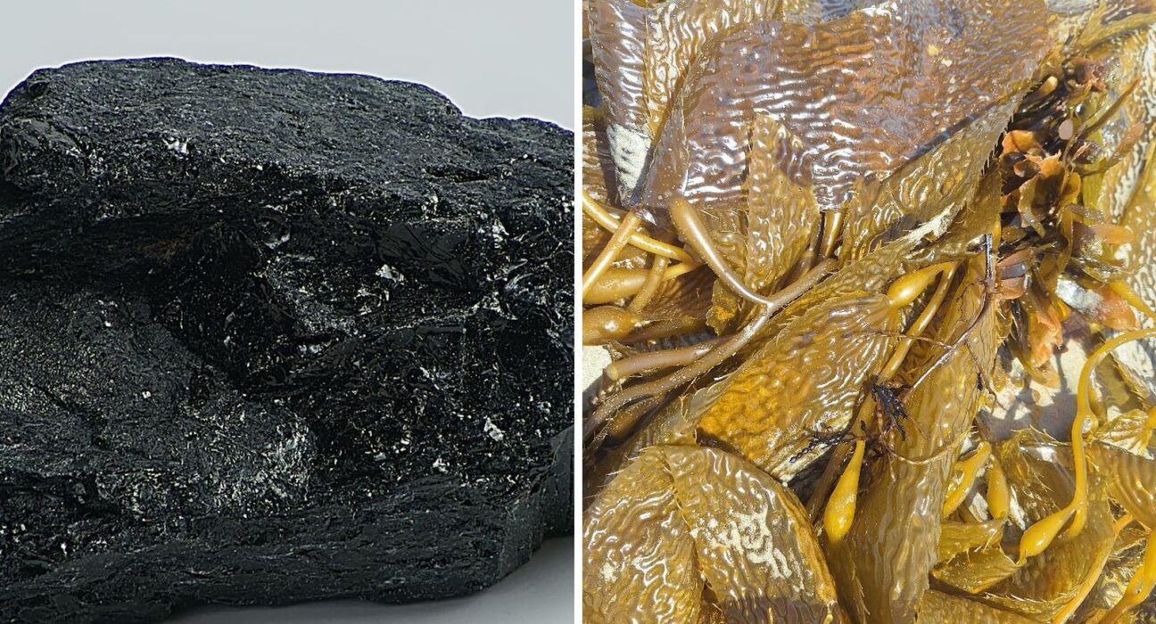 Side by side comparison of dark shilajit mineral rock and sea moss bladderwrack seaweed