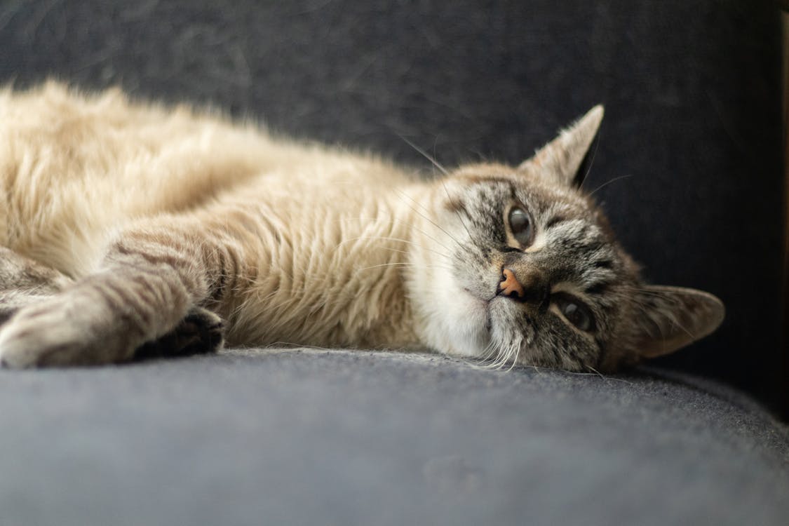 Siamese cat relaxed during l-lysine for cats with herpes daily routine