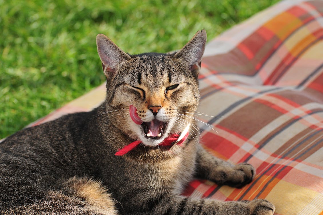 calm cat after silver vine euphoric reaction catnip alternative