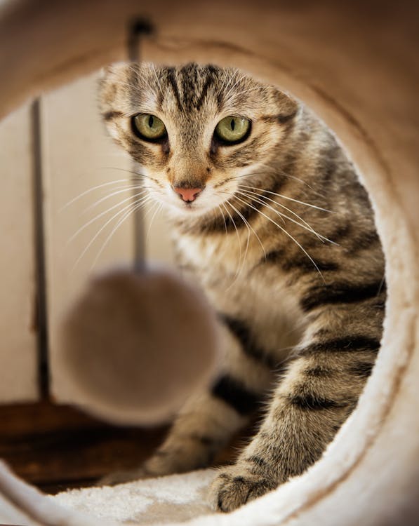 cat enjoying silver vine relaxed natural catnip alternative