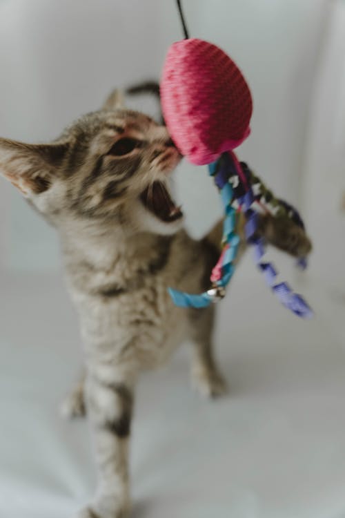 cat playing with silver vine matatabi stick natural catnip alternative