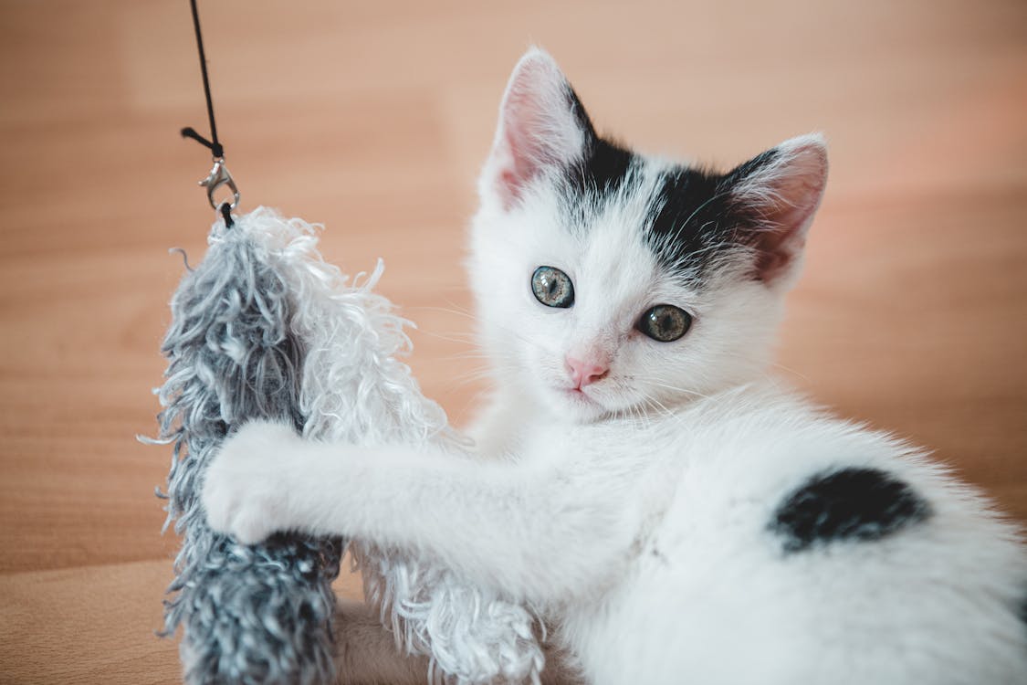 kitten playing with silver vine for cats stick matatabi