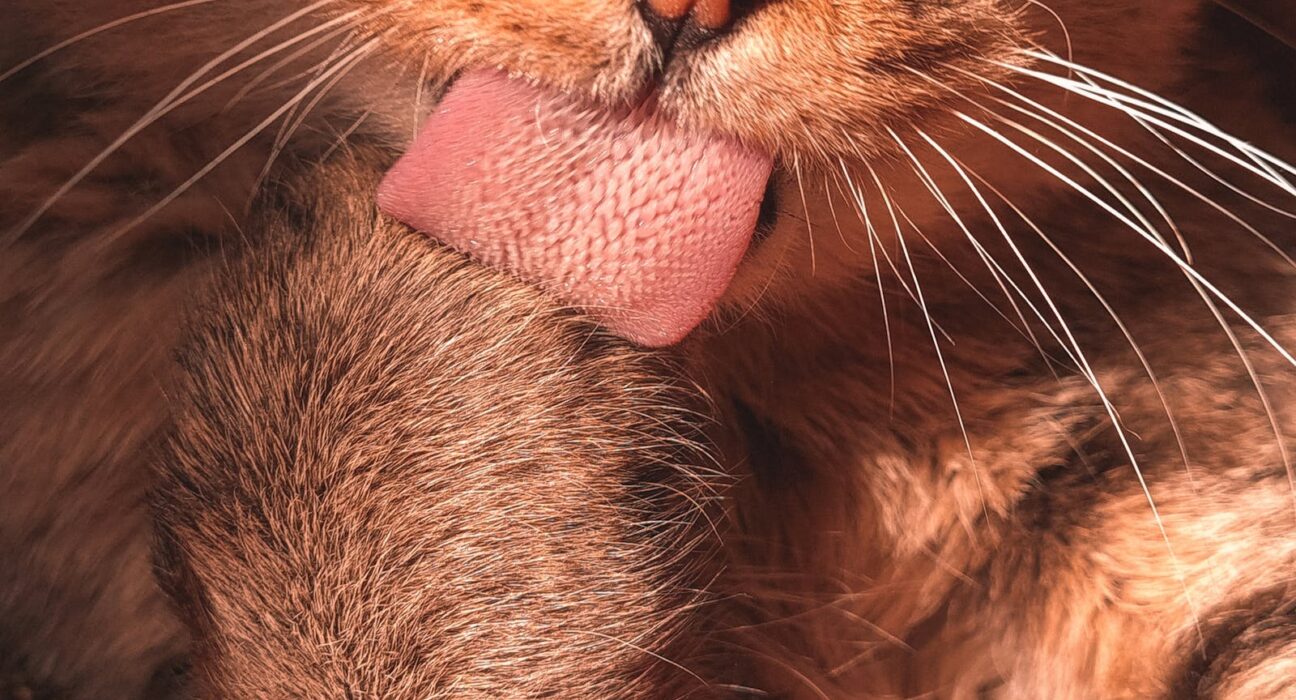 Tabby cat grooming itself, the root cause behind needing slippery elm for cat hairballs