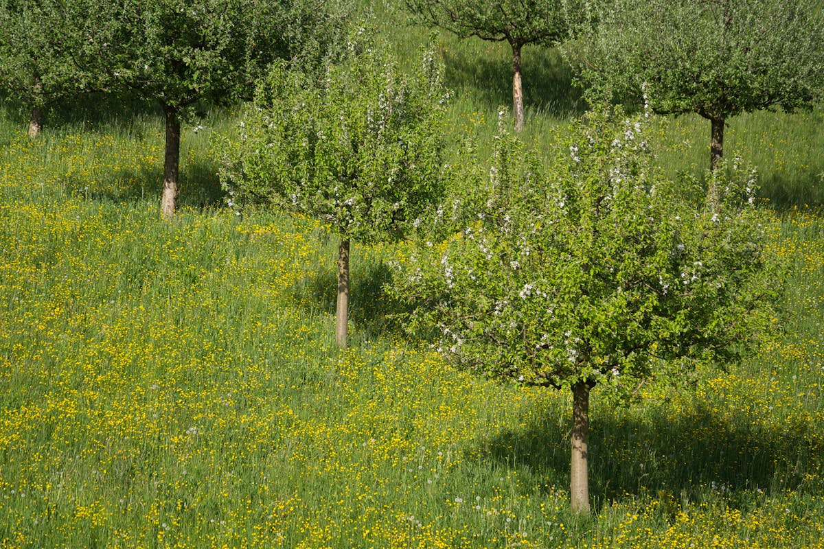 Spring orchard in full bloom releasing pollen that triggers allergies