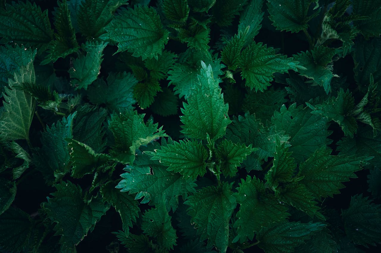 Stinging nettle leaves, a natural antihistamine herb
